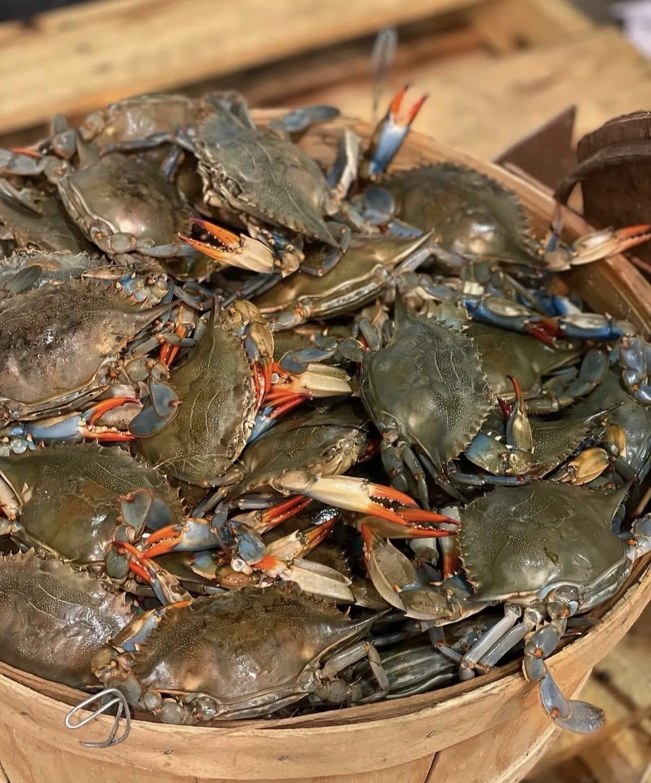 Fresh blue crabs
