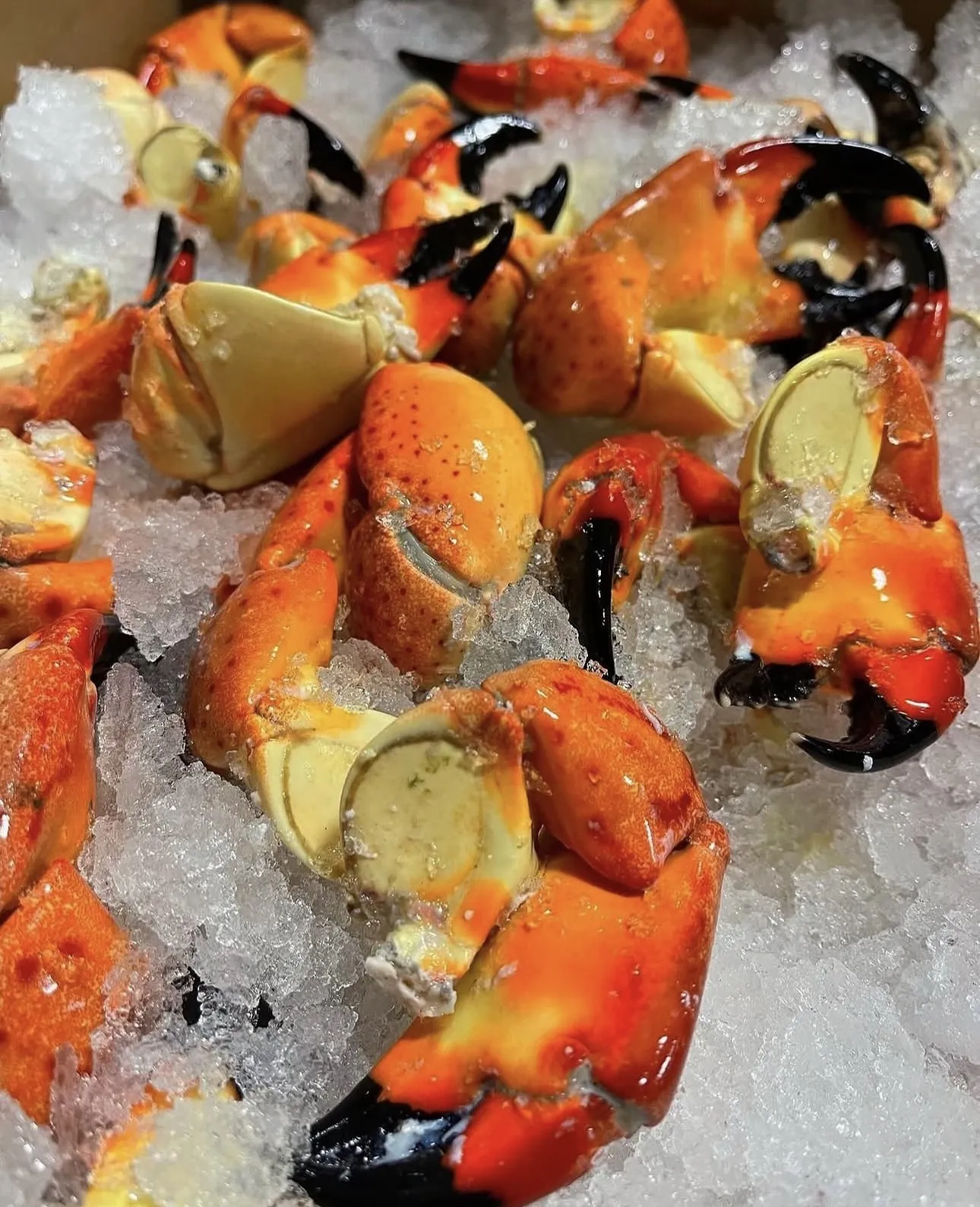 Fresh crab claws on ice
