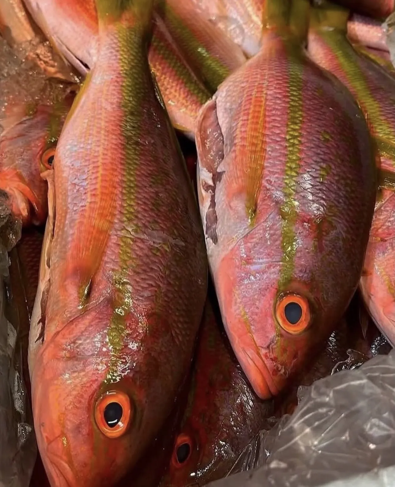 Fresh whole fish on ice